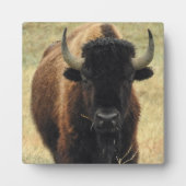 Photo Plaque de bureau American Bison (Devant)