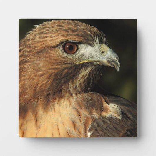 Photo Plaque de bureau Red Tail Hawk (Devant)