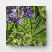 Photo Plaque de bureau Silvery Lupine (Devant)
