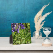 Photo Plaque de bureau Silvery Lupine (Insitu)