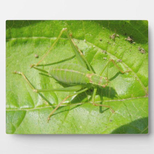 Photo Plaque de camouflage de cricket vert (Devant)