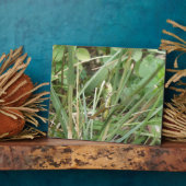 Photo Plaque de camouflage de sauterelles (Côté)