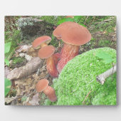 Photo Plaque de champignons (Devant)