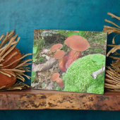 Photo Plaque de champignons (Côté)