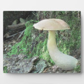 Photo Plaque de champignons de Kaying (Devant)