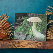 Photo Plaque de champignons de Kaying (Côté)