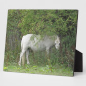 Photo Plaque de Cheval blanc timide (Côté)