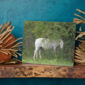 Photo Plaque de Cheval blanc timide (Côté)