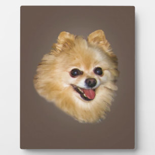 Photo Plaque de Chien de Poméranie