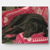 Photo Plaque de chien endormi (Devant)