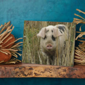 Photo Plaque de cochon mignonne (Côté)