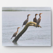 Photo Plaque de Cormorant (Devant)