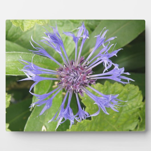 Photo Plaque de Cornflower bleue (Devant)