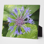 Photo Plaque de Cornflower bleue (Côté)