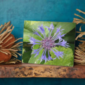 Photo Plaque de Cornflower bleue (Côté)
