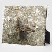 Photo Plaque de cricket Brown (Côté)