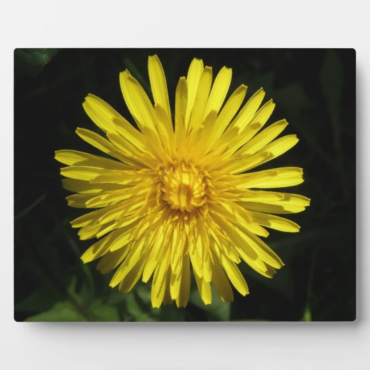 Photo Plaque de Dandelion (Devant)