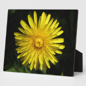 Photo Plaque de Dandelion (Côté)