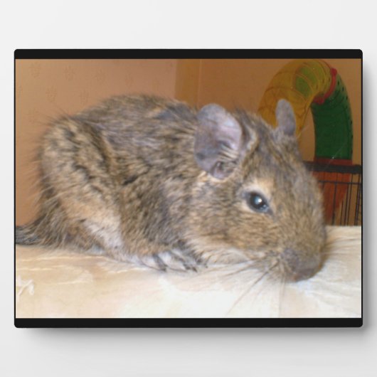 Photo Plaque de détente Degu (Devant)