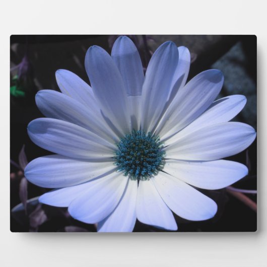 Photo Plaque de fleur de marguerite bleue (Devant)