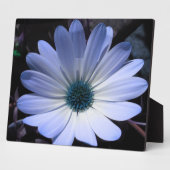 Photo Plaque de fleur de marguerite bleue (Côté)