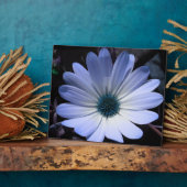 Photo Plaque de fleur de marguerite bleue (Côté)