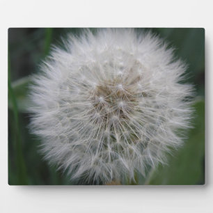 Photo Plaque de fleur de pissenlit ensemencée