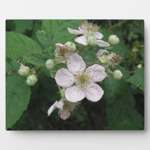 Photo Plaque de fleurs de Blackberry