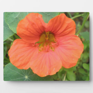 Photo Plaque de fleurs de Nasturtium orange