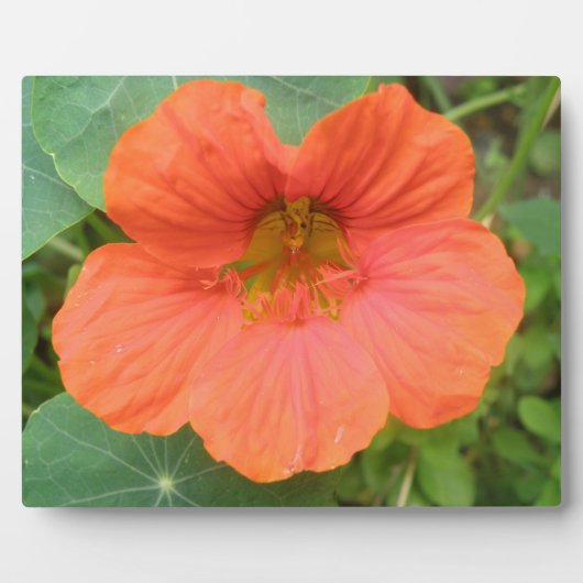 Photo Plaque de fleurs de Nasturtium orange (Devant)