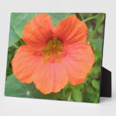 Photo Plaque de fleurs de Nasturtium orange (Côté)