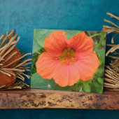 Photo Plaque de fleurs de Nasturtium orange (Côté)