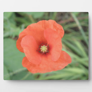 Photo Plaque de fleurs de pavot sauvage
