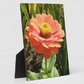 Photo Plaque de fleurs d'Orange Zinnia (Côté)