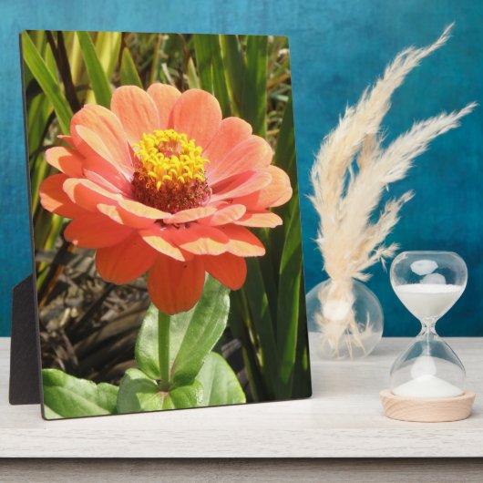 Photo Plaque de fleurs d'Orange Zinnia (Côté)