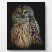 Photo Plaque de hibou endormi (Devant)