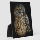 Photo Plaque de hibou endormi (Côté)