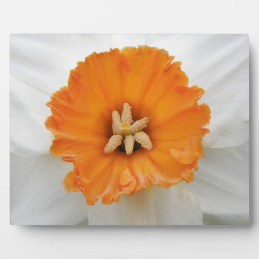 Photo Plaque de jonquille blanche (Devant)