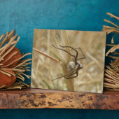 Photo Plaque de l'araignée et de l'oeuf (Côté)