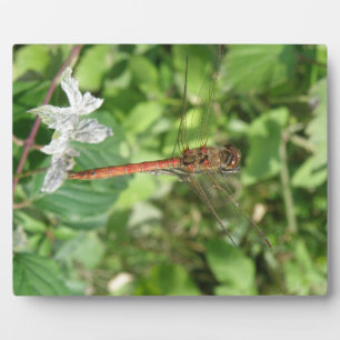 Photo Plaque de libellules de Darter commun