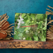 Photo Plaque de libellules de Darter commun (Côté)