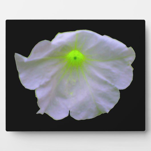 Photo Plaque de lueur verte Petunia (Devant)