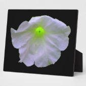 Photo Plaque de lueur verte Petunia (Côté)