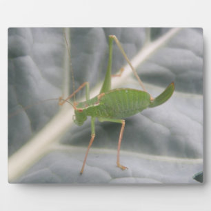 Photo Plaque de macro cricket vert