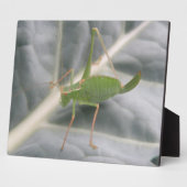 Photo Plaque de macro cricket vert (Côté)