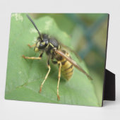 Photo Plaque de macro Hoverfly (Côté)