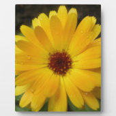 Photo Plaque de macro marigold jaune (Devant)