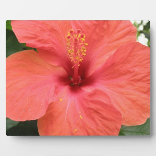Photo Plaque de macro orange Hibiscus Fleur (Devant)