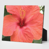 Photo Plaque de macro orange Hibiscus Fleur (Côté)