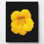 Photo Plaque de Nasturtium Jaune (Devant)